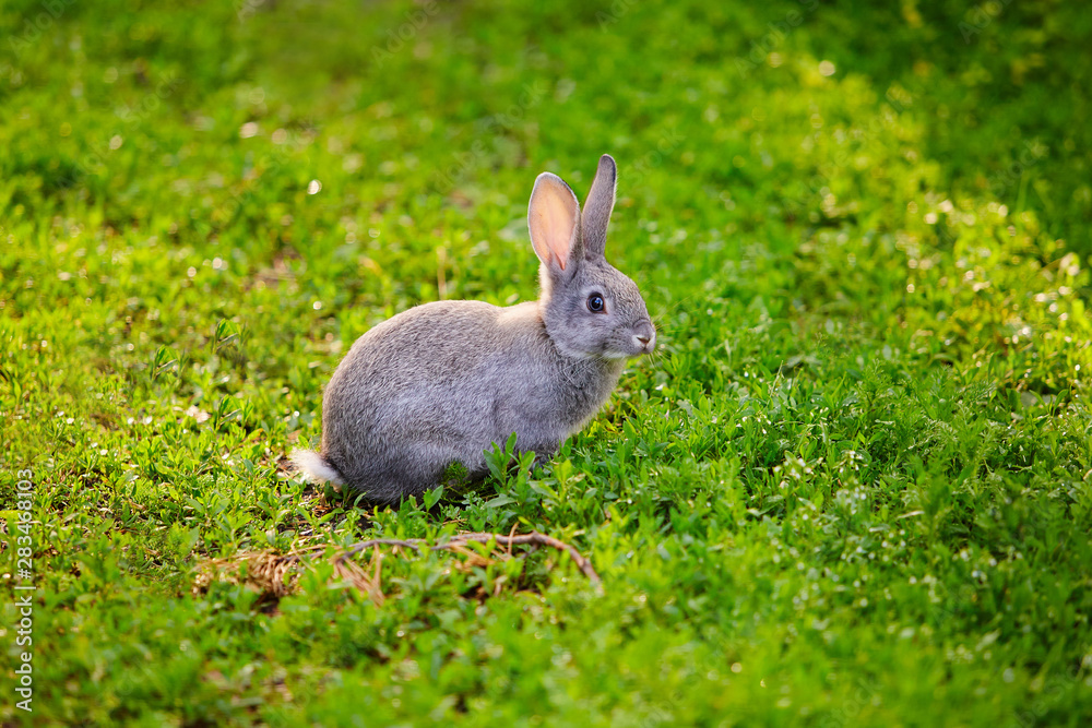 Fototapeta premium Cute grey Bunny sitting in the grass
