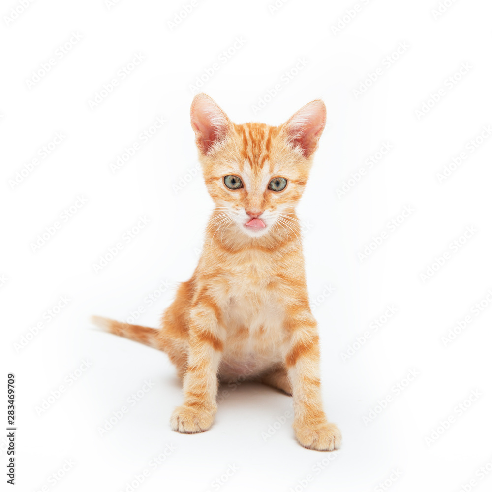 Obraz premium Red kitten funny licks with tongue, isolated on white background. Adorable baby cat. Animal. Cute pet.