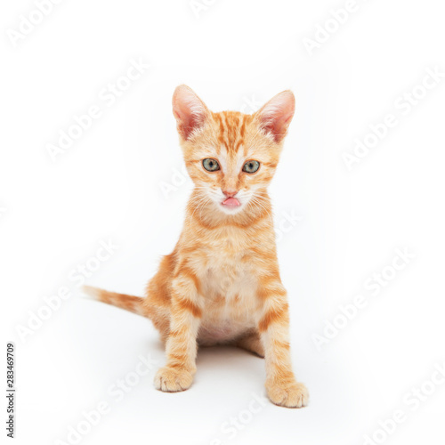 Red kitten funny licks with tongue, isolated on white background. Adorable baby cat. Animal. Cute pet.