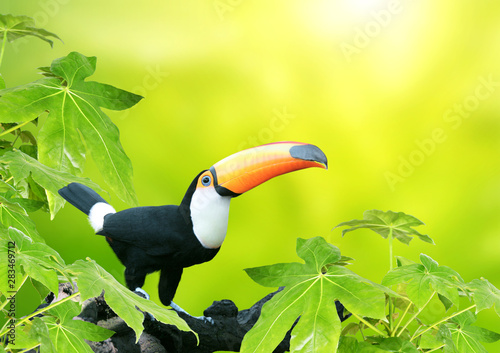 Beautiful colorful toucan bird
