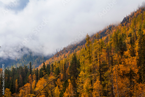 Autumn landscape in the mountains with golden larches. Canada.