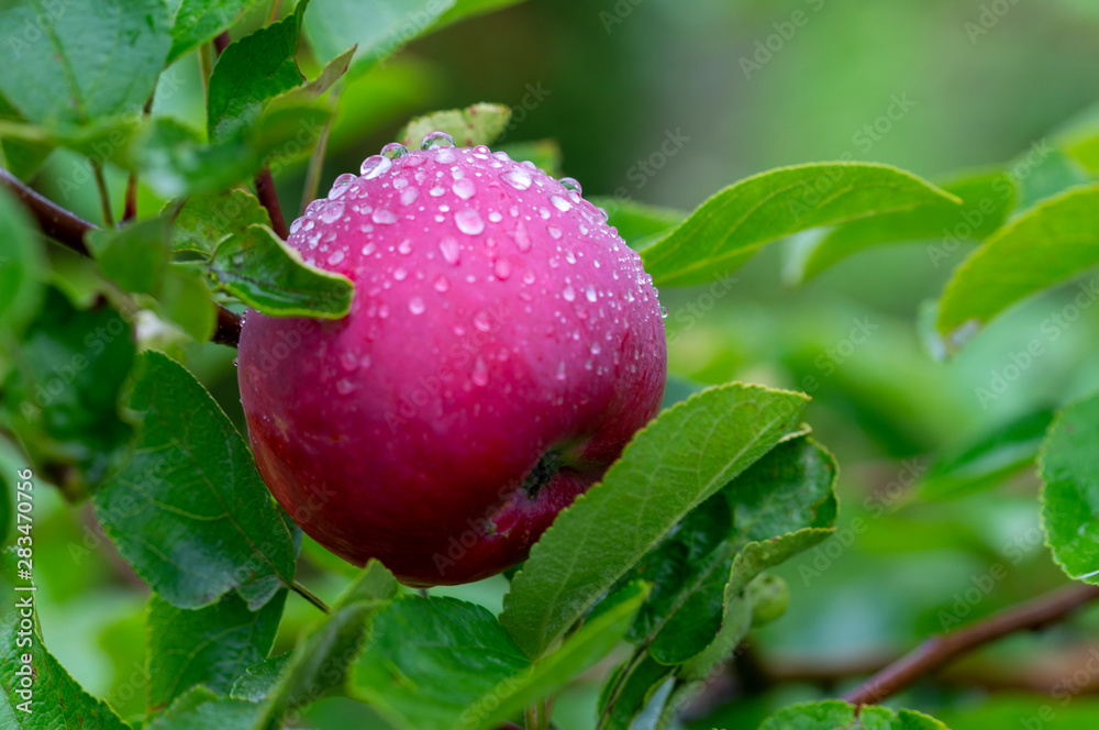 red, Burgundy, ripe Apple with water drops close-up on a tree with green leaves red, Burgundy, ripe Apple with water drops close-up on a tree with green leaves