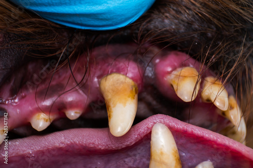 close-up photo of dog teeth with bacterial plaque or tartar