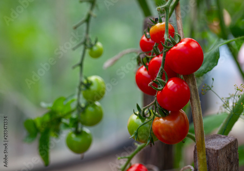ripe tomatoes growing in green house
