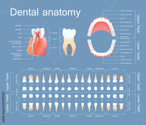 Human dental anatomy. Tooth anatomy numbering infographics. Sectional anatomical structure of the tooth - dentine, pulp, gum, blood vessels, root canal vector illustration