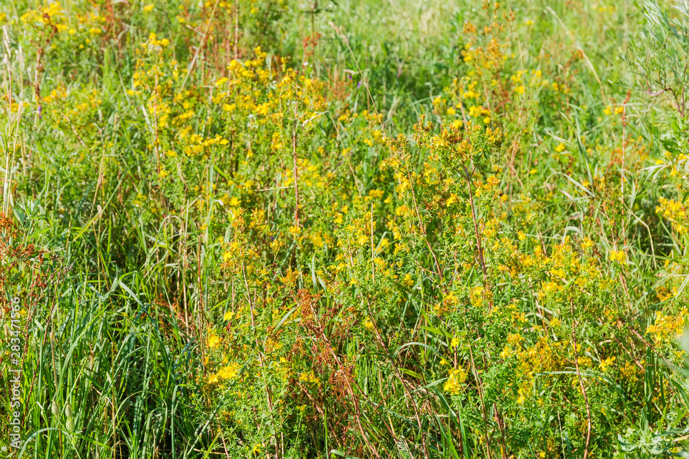 Flowering St John's wort among motley grass Flowering St John's wort among motley grass