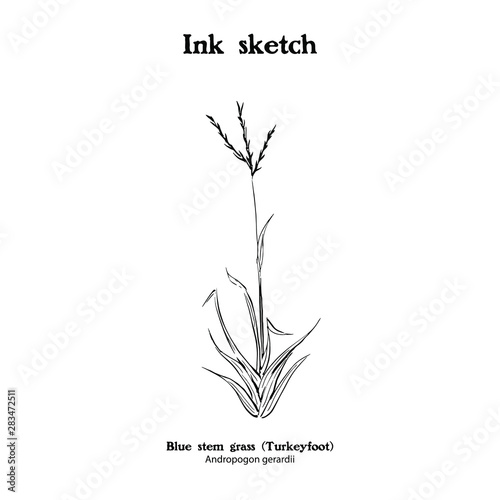 Line drawing of Andropogon gerardii, Bluestem grass. photo