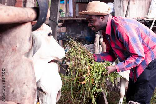 African farmer feeding cows with grass at the farm.
