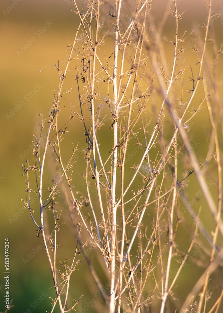 Fototapeta premium Prickly plant in nature at sunset