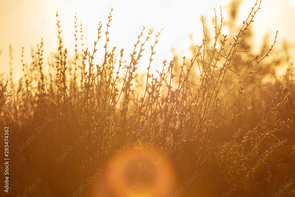 Obraz premium Plants in the field at sunset