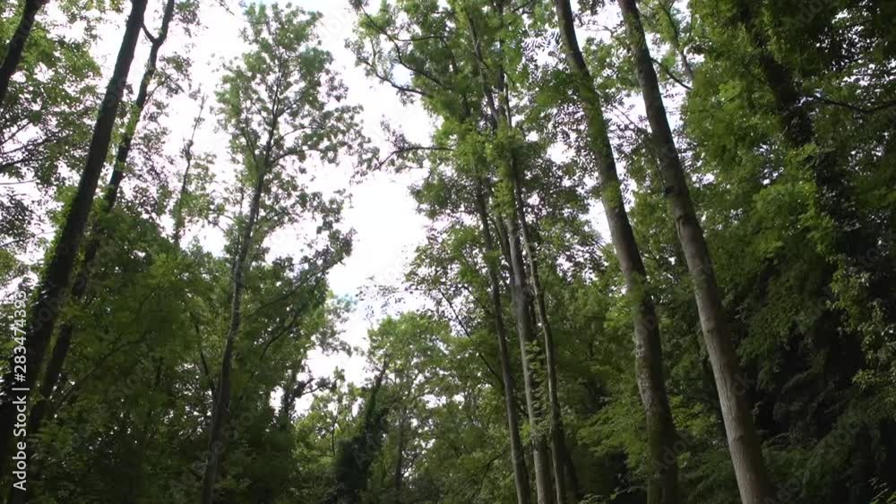 in the woods / forest slow motion in the woods / forest slow motion