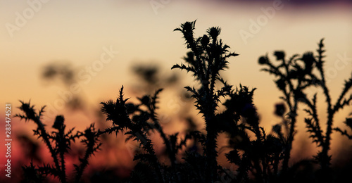 Plants in the field at sunset