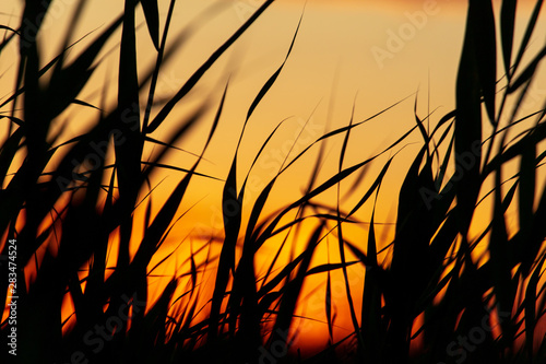 Silhouette of bulrush on sunset background