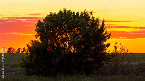 Tree branches silhouette on sunset background © schankz