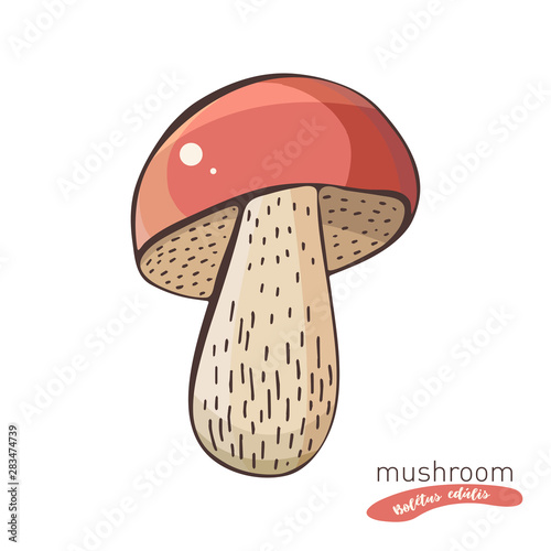 White mushrooms in hand drawn vector illustration in color. Sketch food drawing isolated on white background. Organic, vegetarian product. Great for menu, label, product packaging,