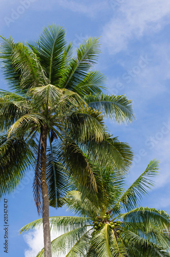 Coconut Tree and Blue Sky. © Wiro Klyngz