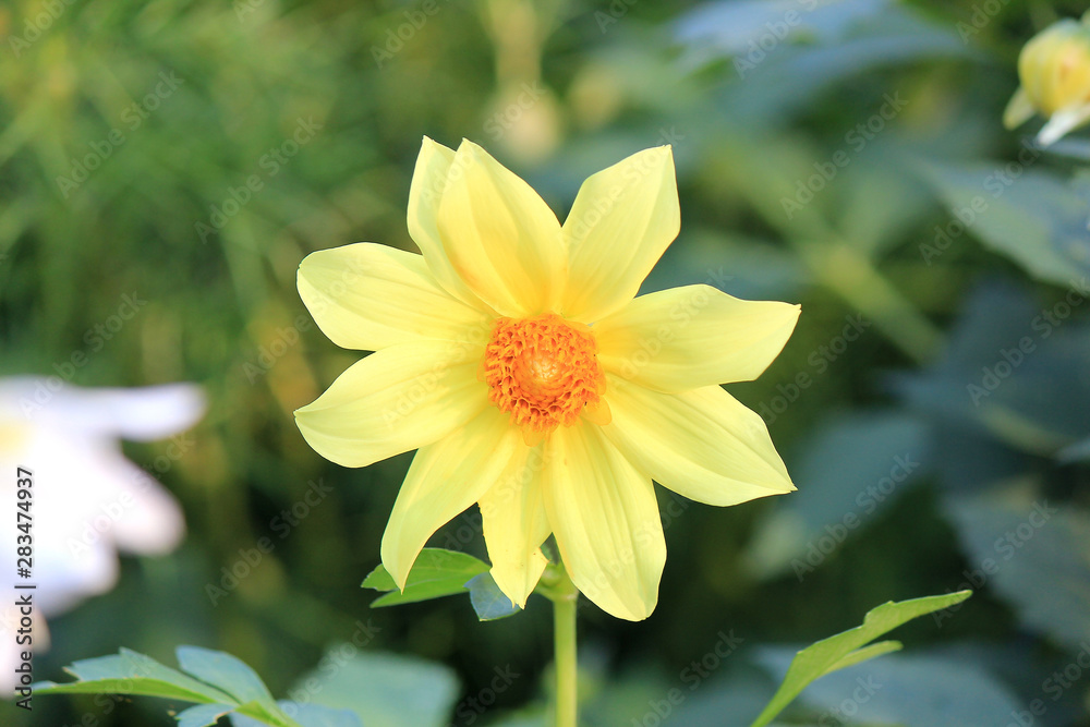 Obraz premium riot of flowers in the summer park