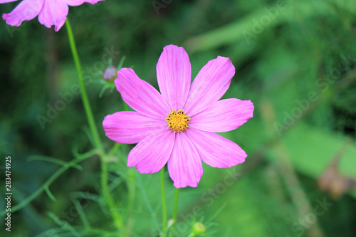 riot of flowers in the summer park