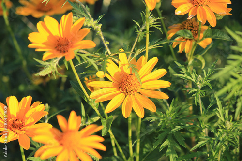 riot of flowers in the summer park