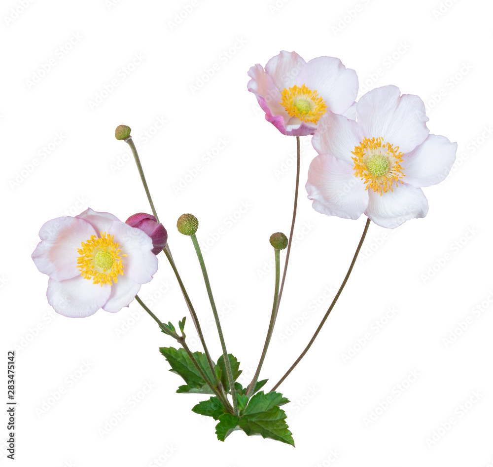 Beautiful Anemone Shrub (Daisy Shrub) isolated on white background ...