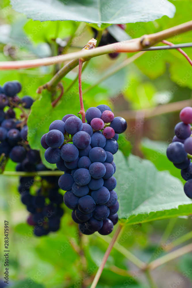 growing grapes on the Vine
