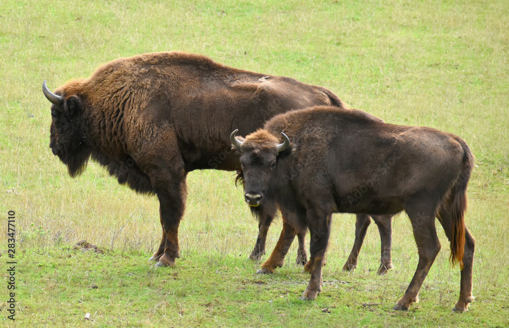 Bisons en duo