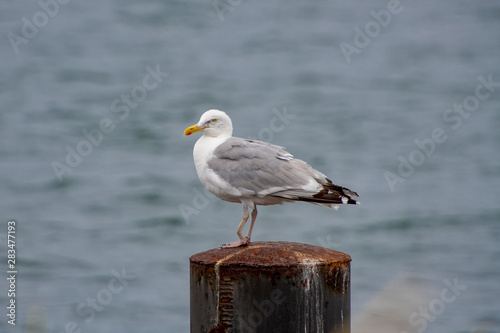 Seagull with broken foot is standing on a metal pier