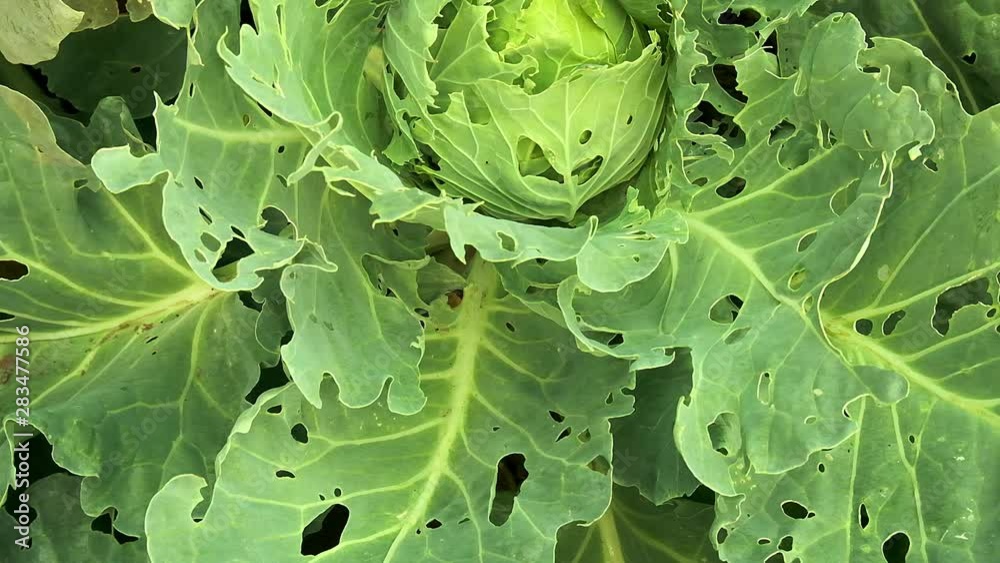 Cabbage damaged by insects pests close-up. Head and leaves of cabbage ...