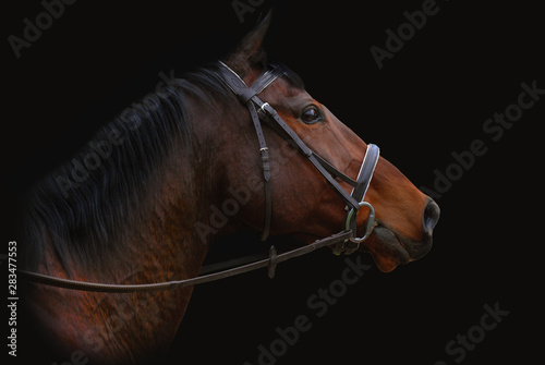 horse isolated on black background © David