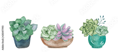 Set of watercolor hand-drawn illustrations with succulents in pots. Watercolor graphic for fabric, postcard, wedding or greeting card, book, poster, tee-shirt, banners, emblems, logo. Illustration, is
