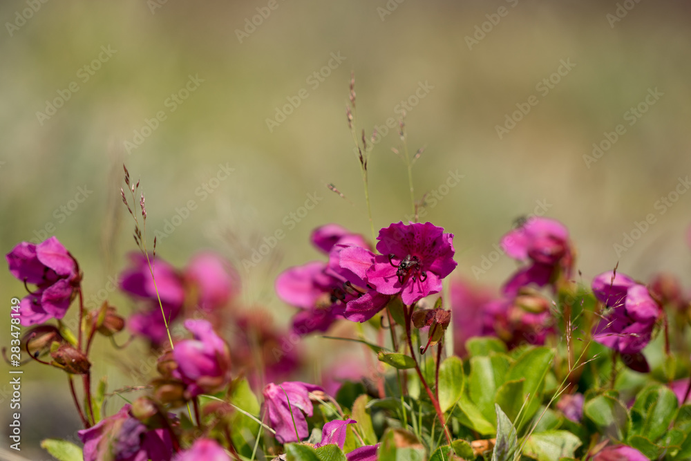 Tiny lilac blossoms of Kamchatka rhododendron with erect flowering stems (Latin: Rhododendron camtschaticum). Russian far east tundra. Tiny lilac blossoms of Kamchatka rhododendron with erect flowering stems (Latin: Rhododendron camtschaticum). Russian far east tundra.