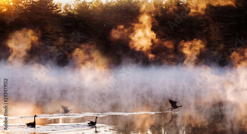 A beautiful misty morning on a lake in the forest. Duck birds take off from the water. Nature of Maine. USA, © Ann Stryzhekin