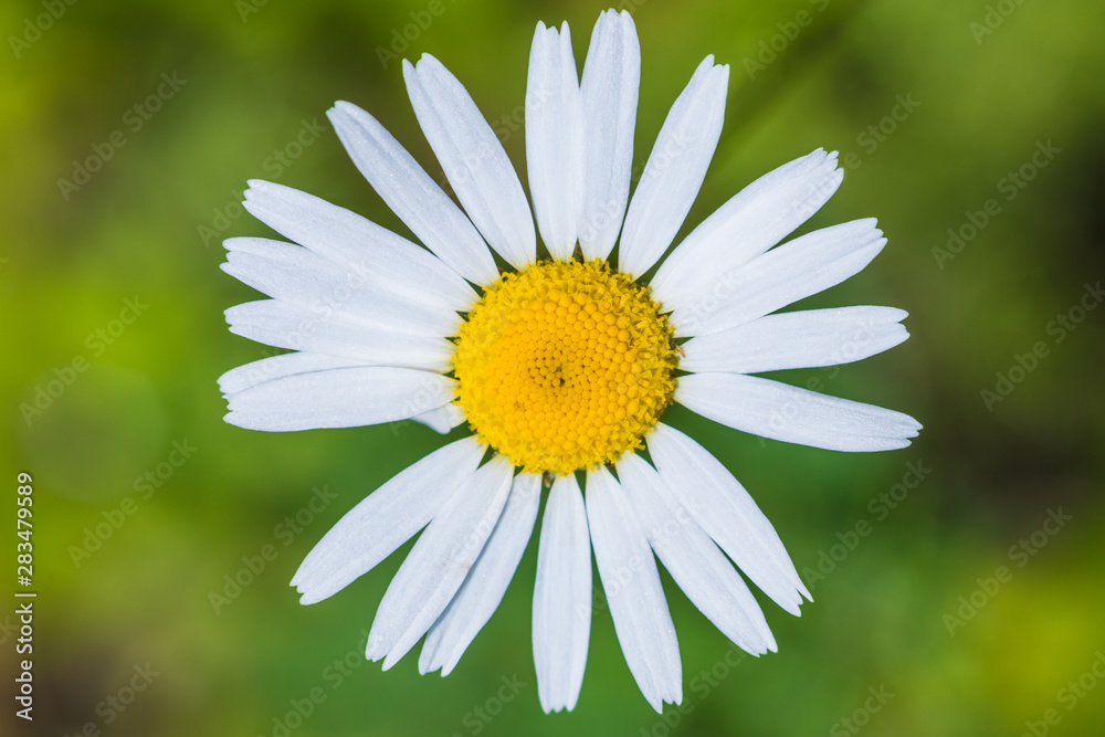 Obraz premium The macro shot of the background or the texture of the summer forest flower with the stamens, pestles and blades