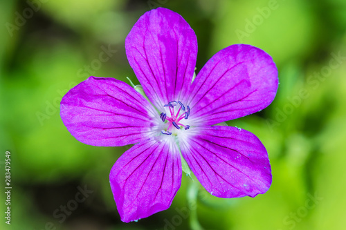 The macro shot of the background or the texture of the purple summer forest flower with the stamens, pestles and blades