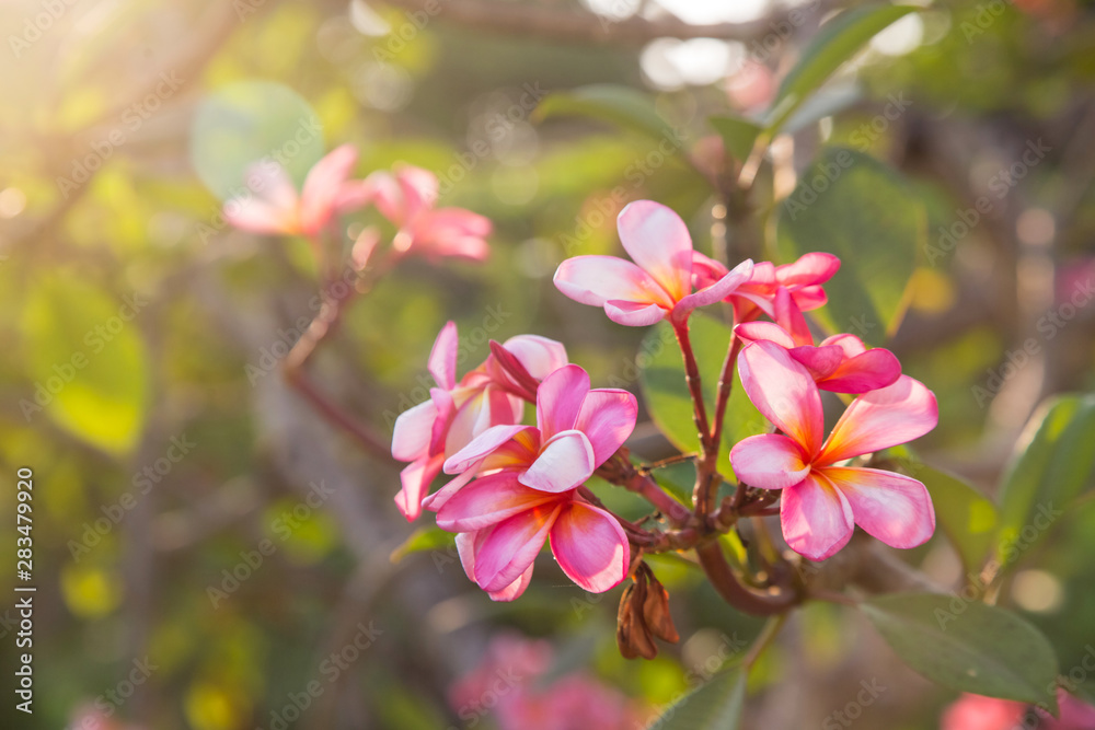 Obraz premium Pink Plumeria Or Frangipani Flower Bloom On Tree.