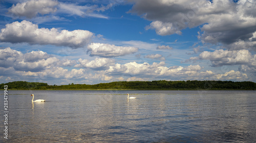 zwei Schwäne auf dem Ruppiner See photo
