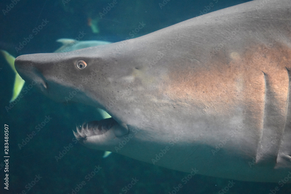 Naklejka premium requin