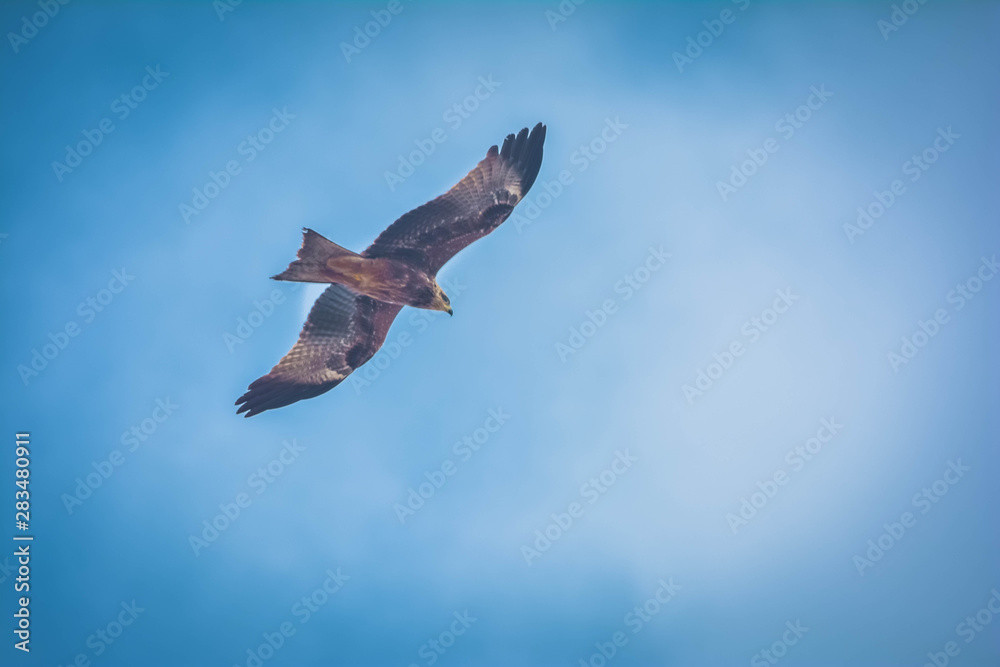 Obraz premium Eagle flying high in the sky