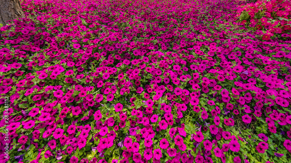 Background of summer purple flowers.