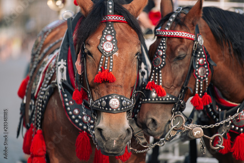  two decorated horses for riding tourists in a carriage © benevolente