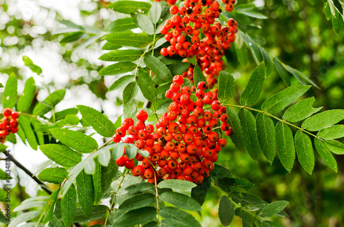 rowan berries closeup background, wallpaper