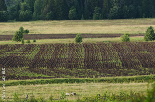 Agricultural landscape, sown field and forest