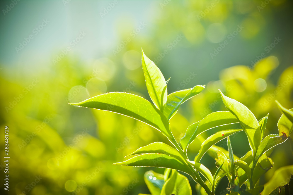 Obraz premium Close up of Fresh Green Tea Leaves