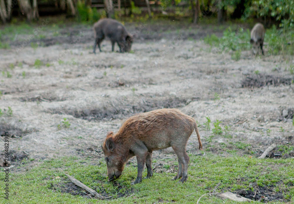 Family Group of Wart Hogs Grazing Eating Grass Food Together. Family Group of Wart Hogs Grazing Eating Grass Food Together.