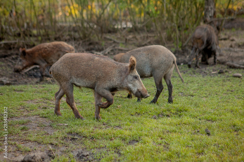 Family Group of Wart Hogs Grazing Eating Grass Food Together. © volody10