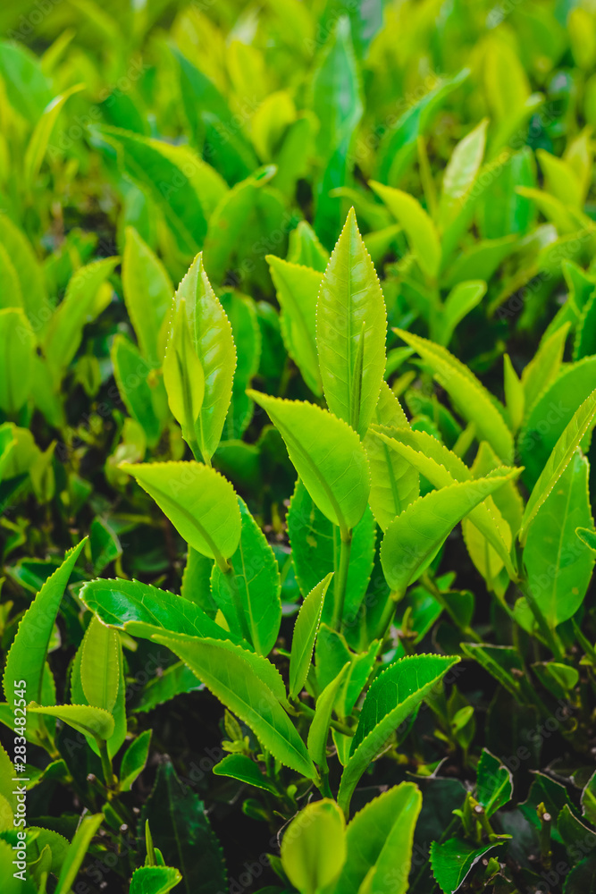 Close up of Fresh Green Tea Leaves