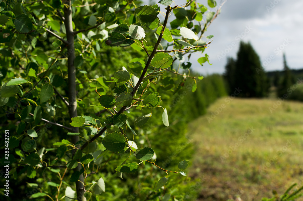 Fototapeta premium Branch of aspen on the edge grove