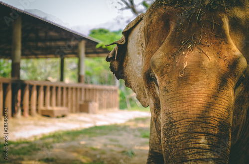 elephant