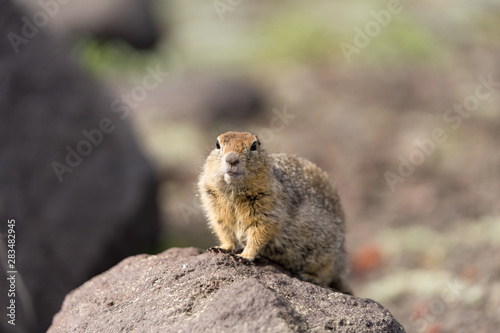 Portrait of a brave curious ground squirrel (Latin: Spermophilus. Also known as suslik or souslik) looking around on the rock. Base camp under Avacha volcano in Kamtchatka peninsula, Russian far East.