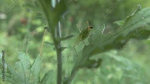 An inconspicuous green larva of grasshopper sits on a green leaf photo